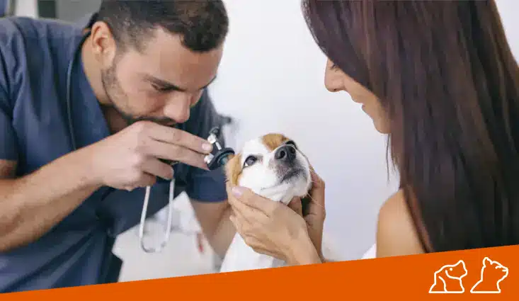 ¿Qué es la dermatitis en perros y gatos?