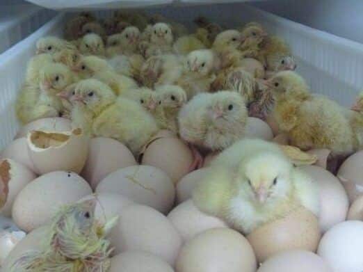 pollitos saliendo del cascaron en un incubadora