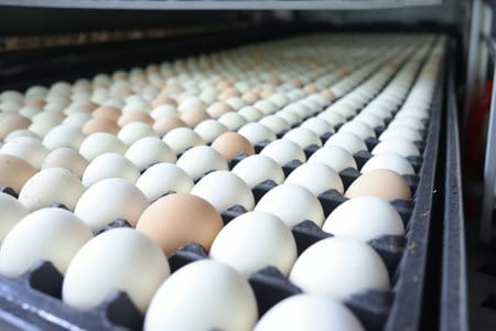 huevos de gallina en una incubadora