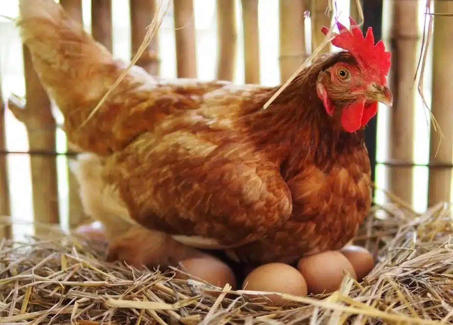 gallina incubando huevo