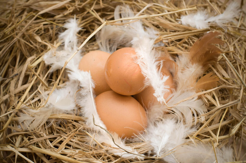 Nido de gallina con paja y plumas