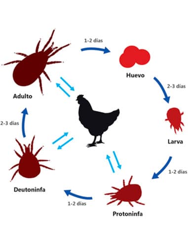 Diagrama del ciclo del paracito en aves