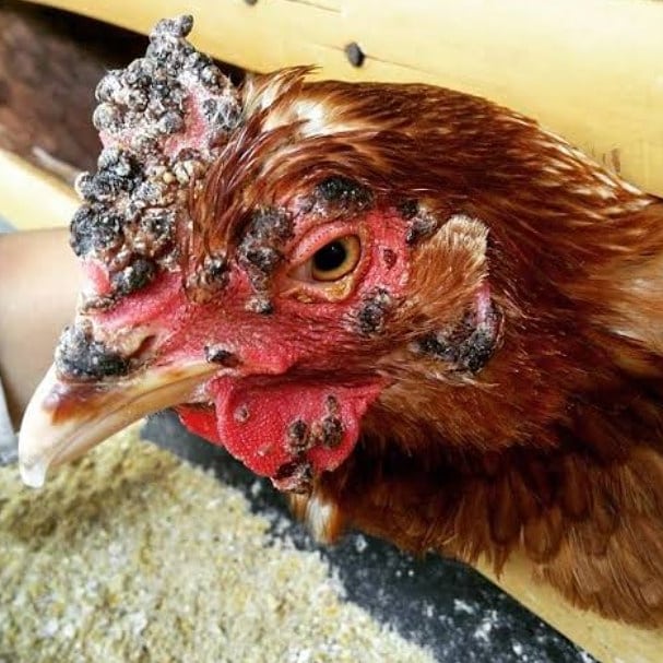 gallo con síntomas de viruela seca, pústulas en la cresta