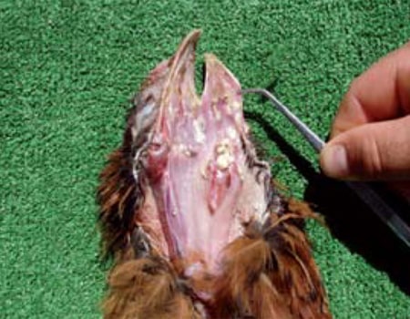 gallo con síntomas de viruela, necropsia