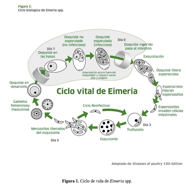 diagrama de le ciclo vital del  Eimeria