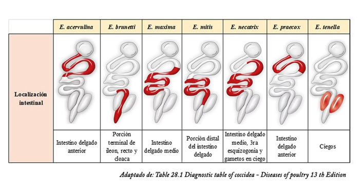 Imagen explicativa de las variaciones de la coccidioses y donde se ubican en los órganos de los gallos
