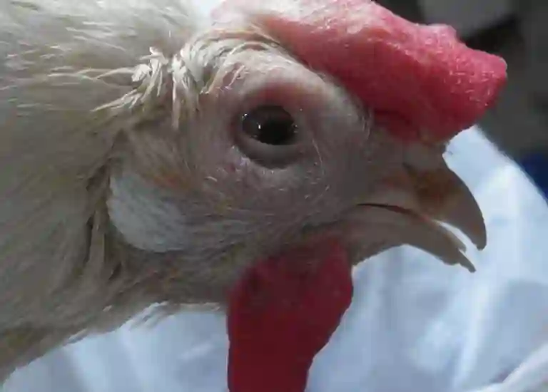 gallo con sistemas de coriza infecciosa aviar, secreción oculo-nasal