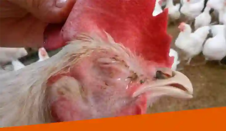 La Coriza Infecciosa Aviar