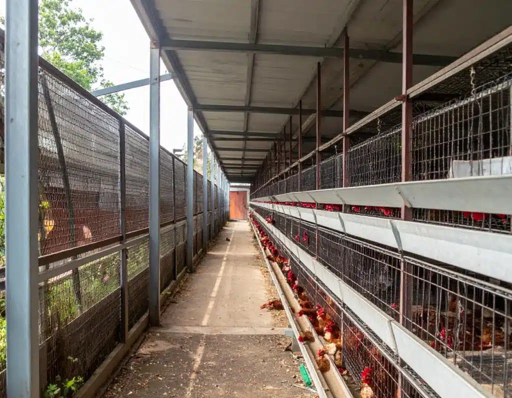 gallera con jaulas en espacio limpio, ventilado con luz