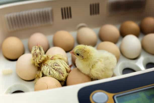 incubadora con pollos recién nacidos