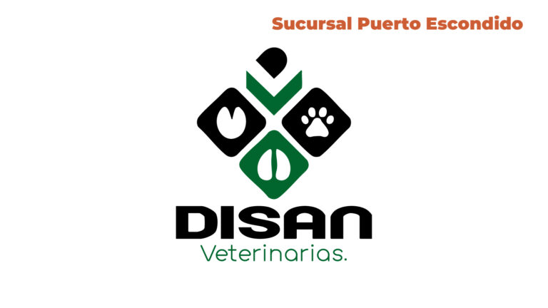 disan puerto escondido 768x432