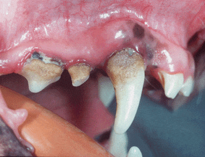 perro con enfermedad en los dientes