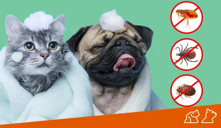 Higiene en Perros y Gatos