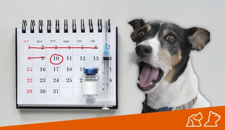 Vacunación en Perros y Gatos