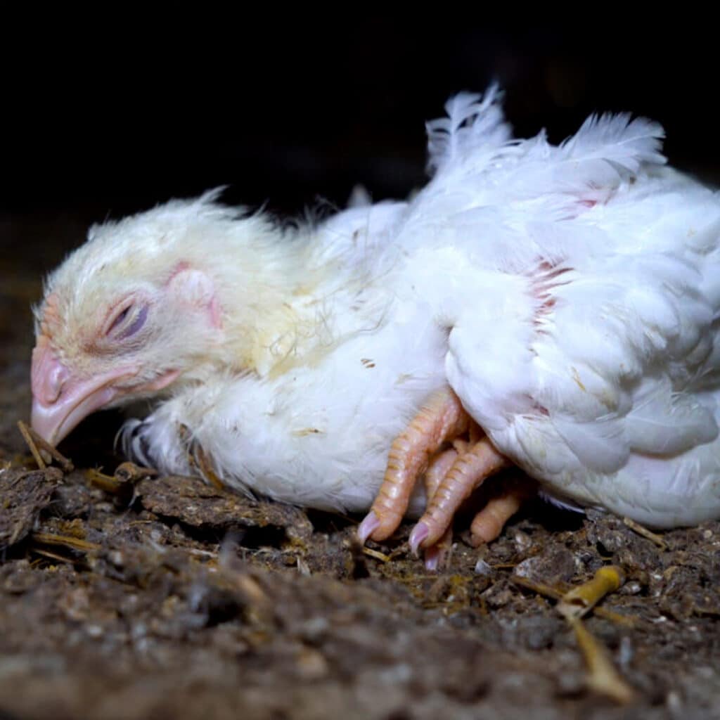 Pollito con signo de Colera Aviar