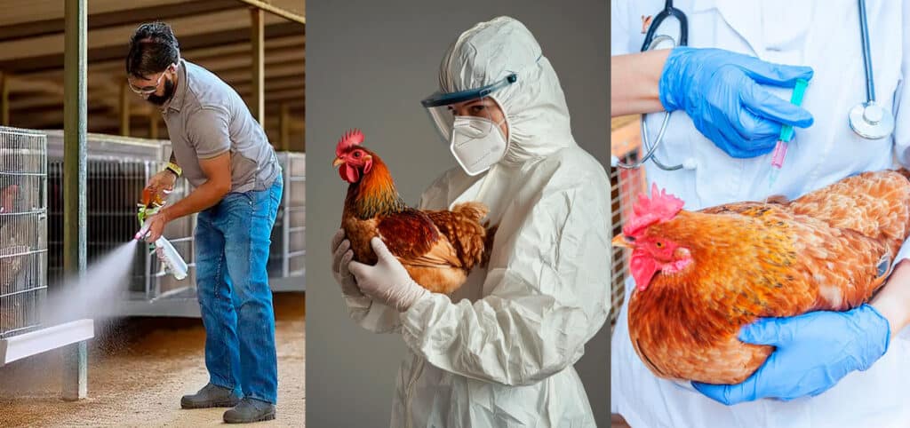 Imagen representativa de bioseguridad, vigilancia ,monitoreo y vacunación