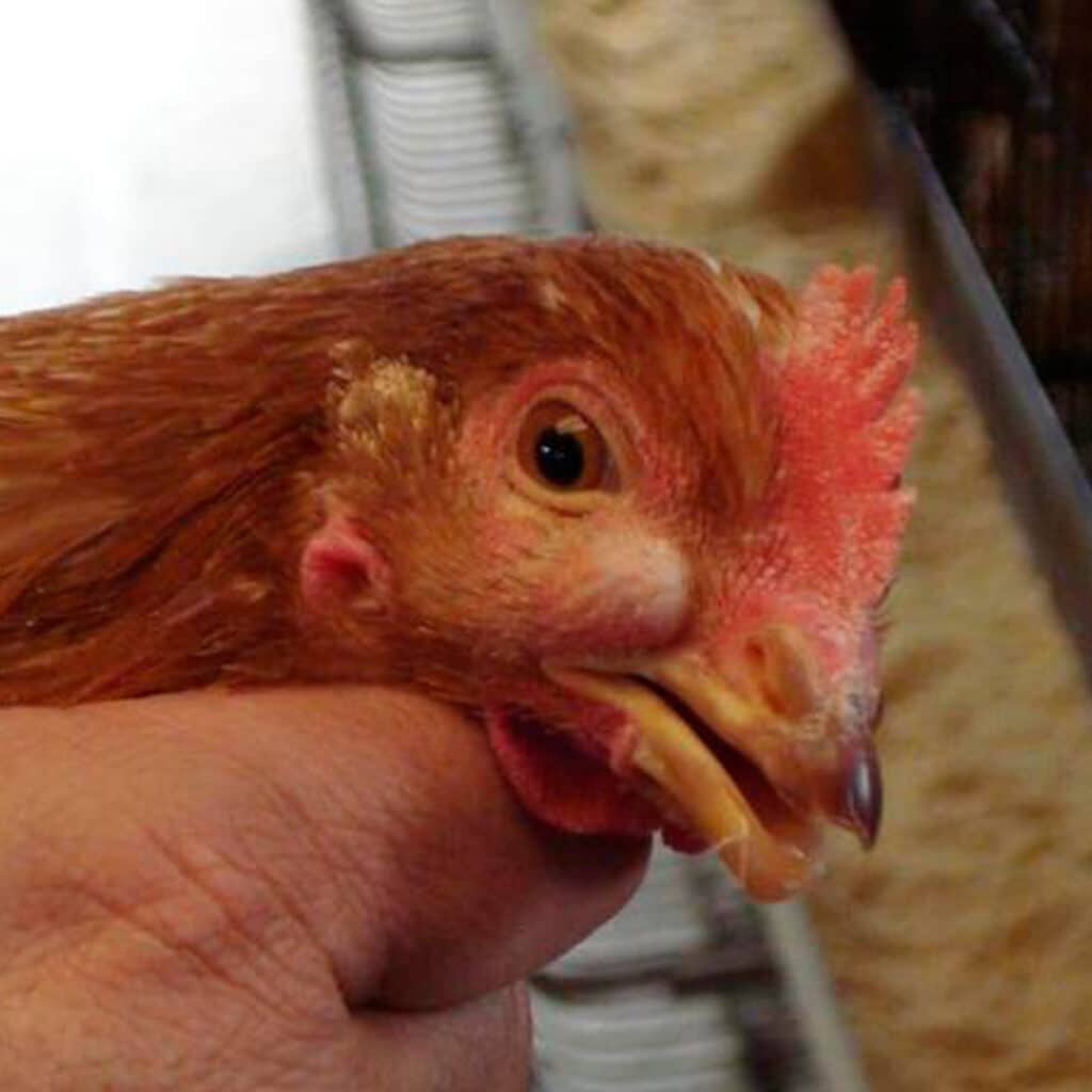 Gallo con signo de Colera Aviar