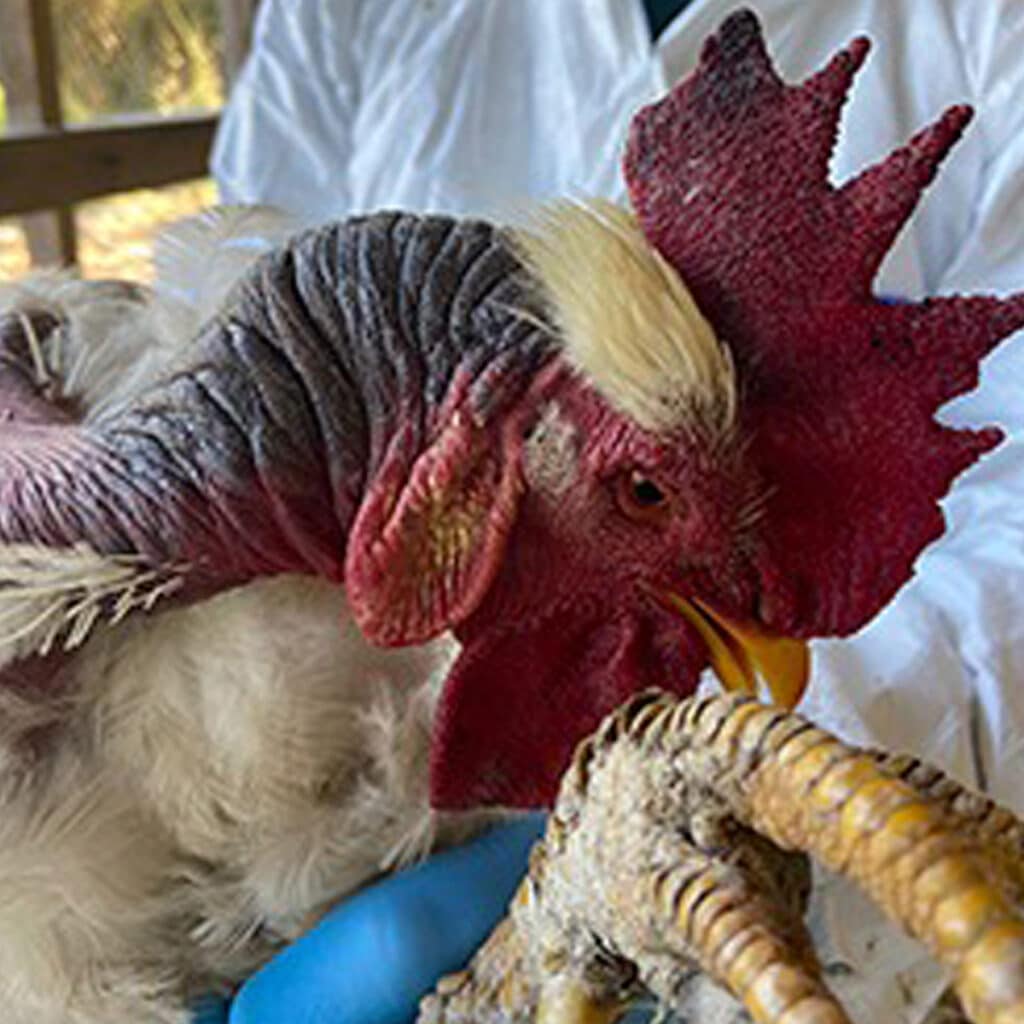 Gallo con síntomas de influenza aviar 