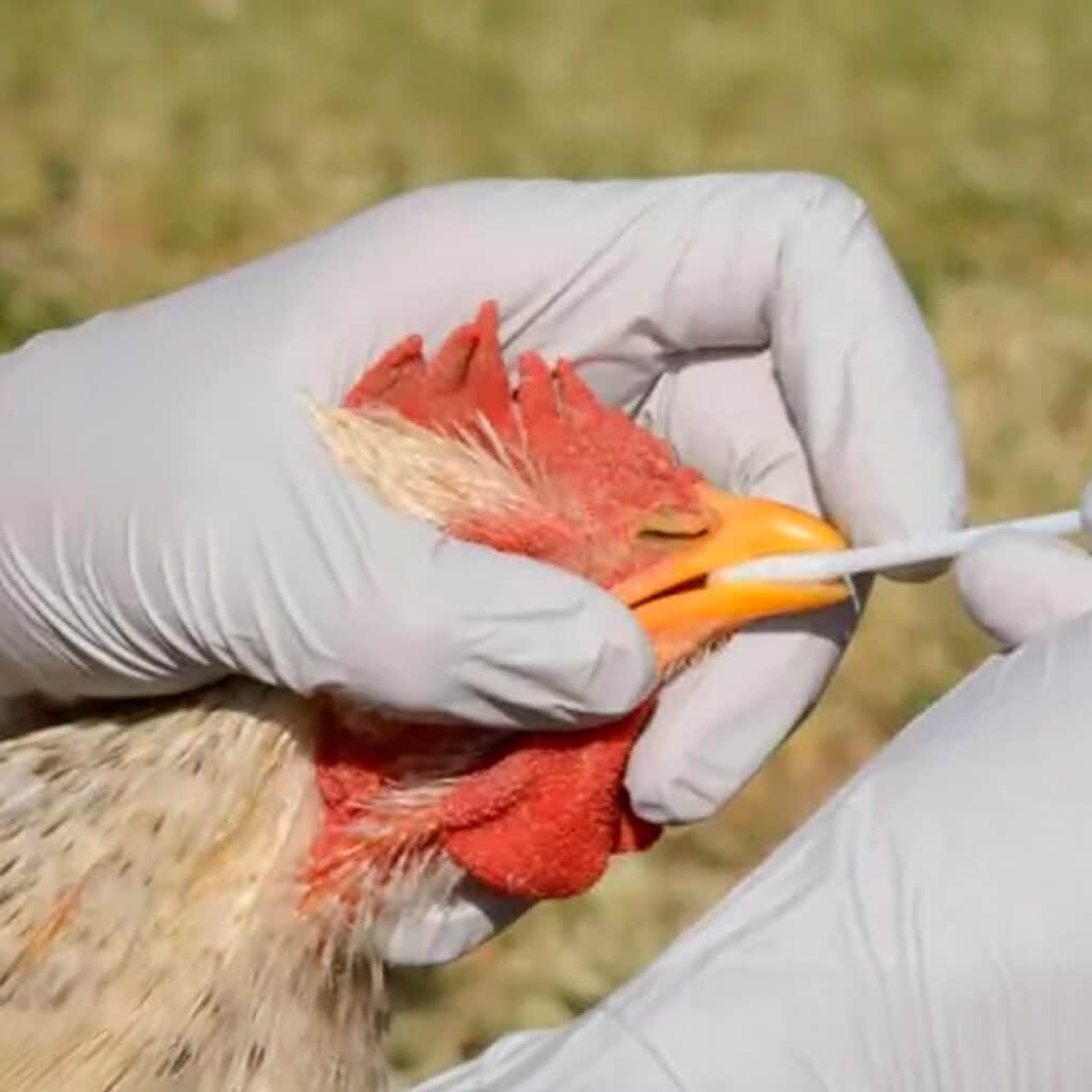 Gallo haciéndoles pruebas de virus