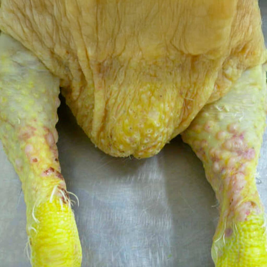 Gallina con marek cutánea