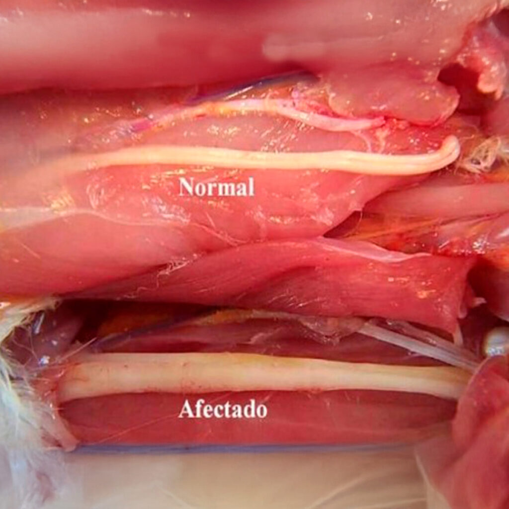 Gallina con marek muscular