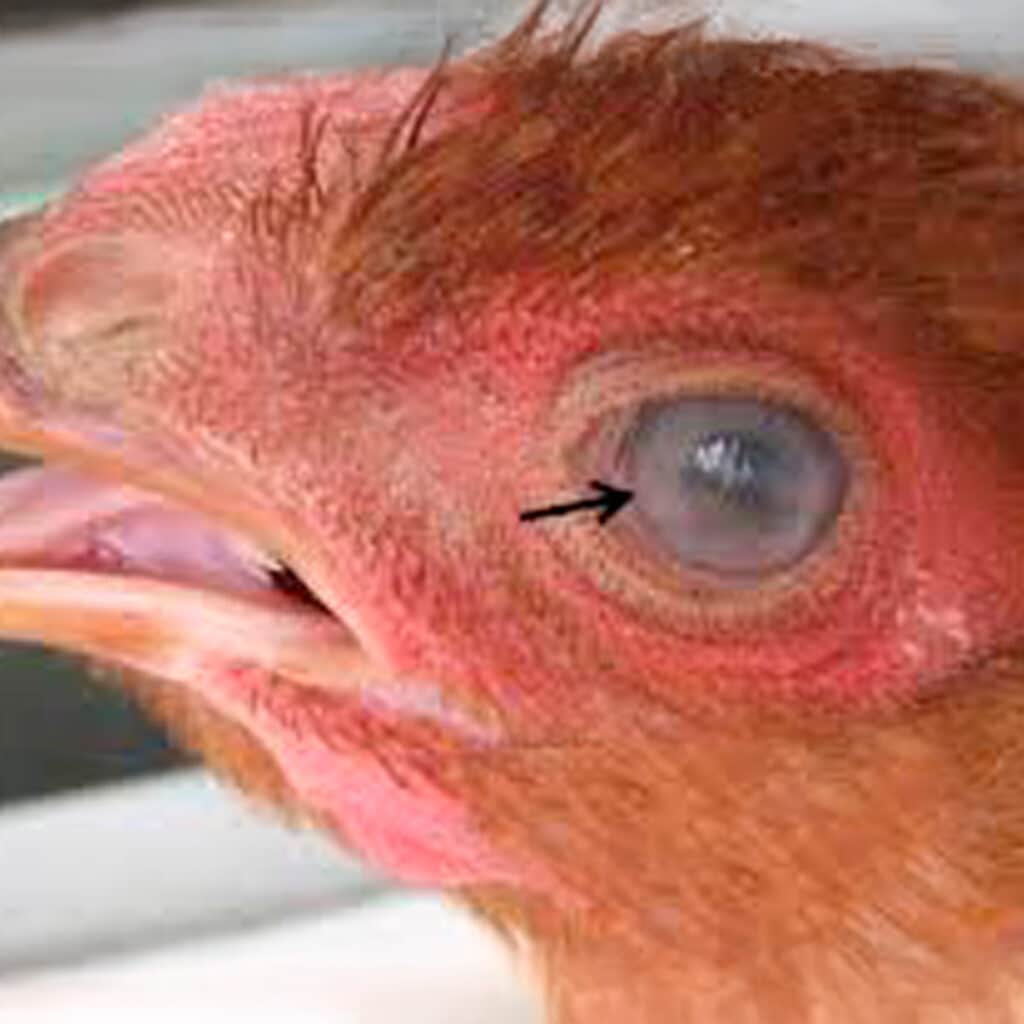 Gallina con marek ocular
