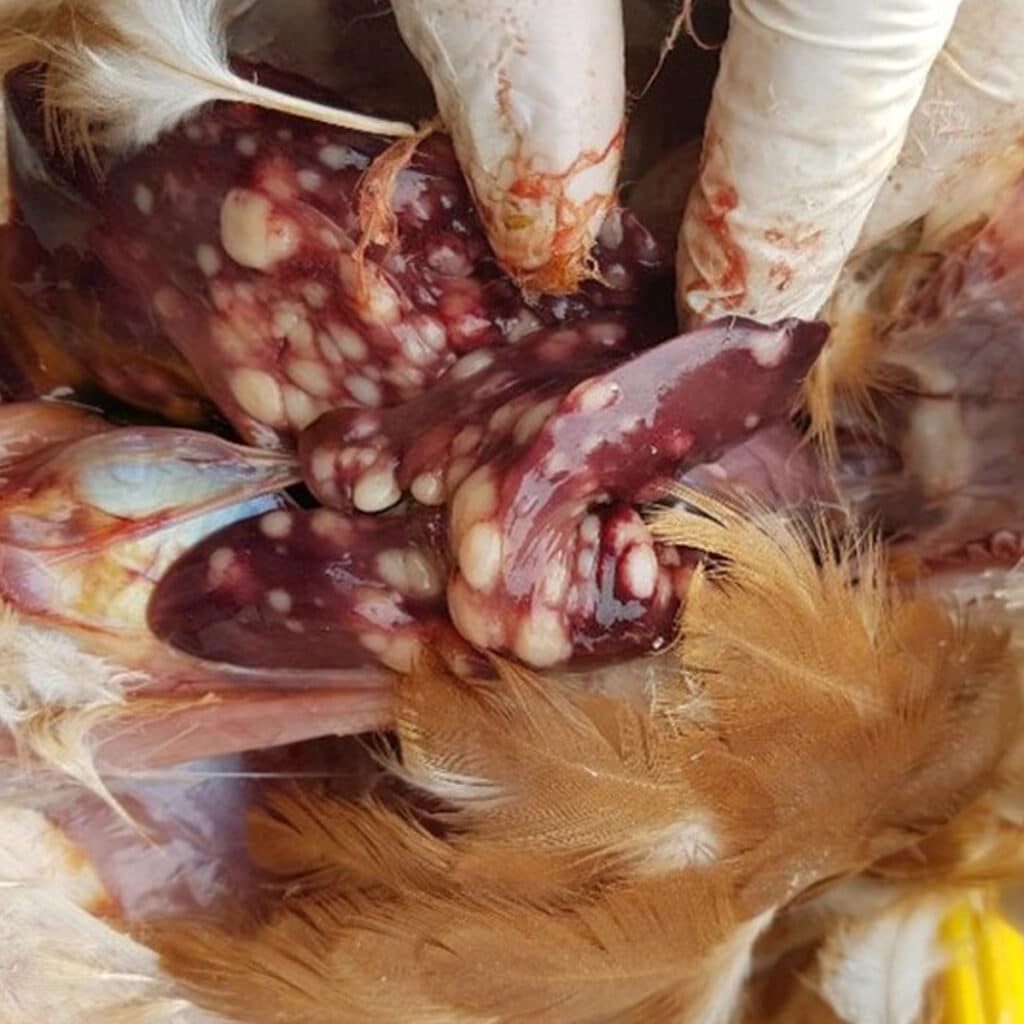 Gallina con marek viceral