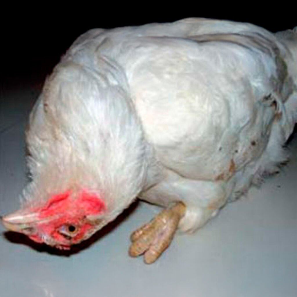 Gallo con enfermedad de Newcastle, cuello torcido