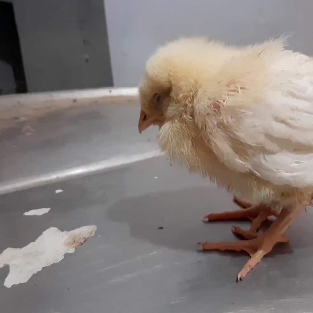 Pollito con diarrea, síntomas de salmonela