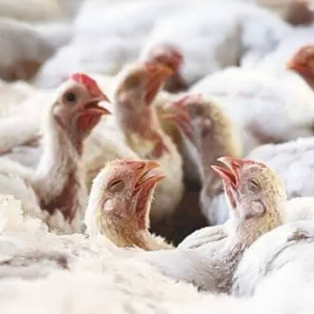 Parvada de gallinas con signo de Colera Aviar