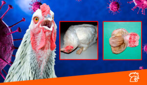 gallo con enfermedad de newcastle
